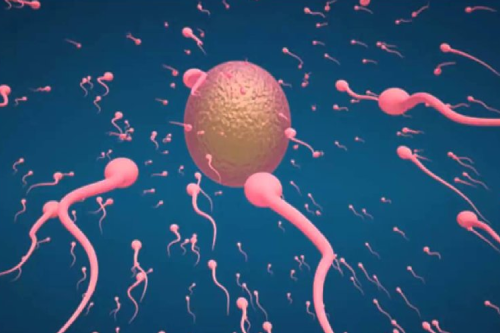 Nam Giới Xuất Tinh Trong Lúc Quan Hệ Có Thai Không?